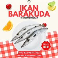 Steak Ikan Barakuda Beku 10 - 20 KG