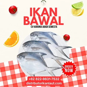 Dried Salted Pomfret Fish Wholesale 10 Kg Bale