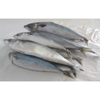 Fresh Salmon Puffer Fish 1 Kg 1