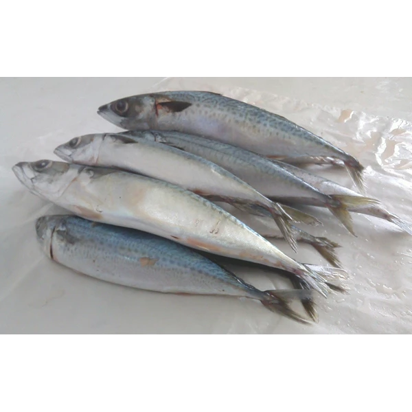 Fresh Salmon Puffer Fish 1 Kg