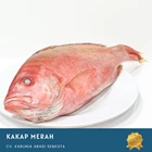 Ikan Segar Kakap Merah 1 Kg 1