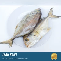 Fresh Fish Kuwe Fish 1 Kg