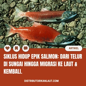 Siklus Hidup Epik Salmon: Dari Telur di Sungai Hingga Migrasi ke Laut & Kembali.