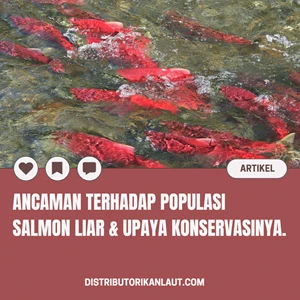 Ancaman Terhadap Populasi Salmon Liar & Upaya Konservasinya