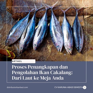 Proses Penangkapan dan Pengolahan Ikan Cakalang: Dari Laut ke Meja Anda